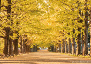 昭和記念公園1